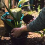 Tips for Creating a Sustainable and Eco-Friendly Home Garden