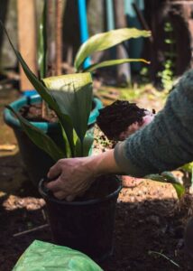 Tips for Creating a Sustainable and Eco-Friendly Home Garden